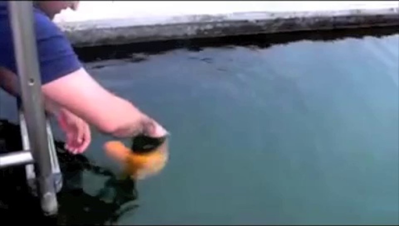 Il Joue Avec Un Poisson