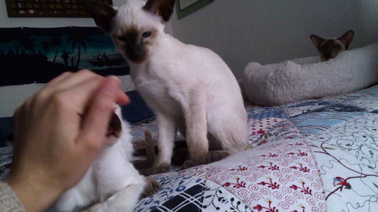 Léonesse Kittens 2013