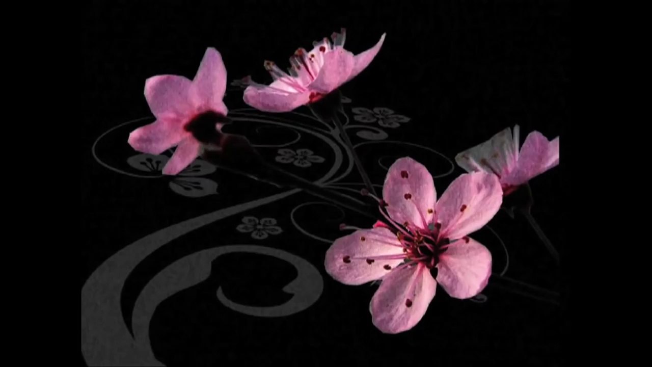 Sagopa Kajmer - Muamma