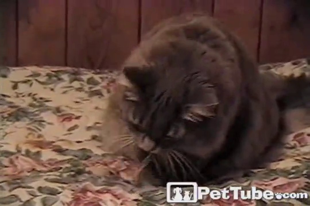 Kitty’s Resistance Workout