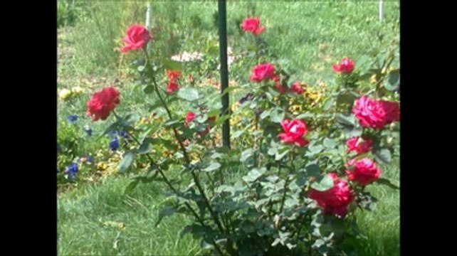 Şık Hasan Ne Sen Beni Unut Ne De Ben Seni