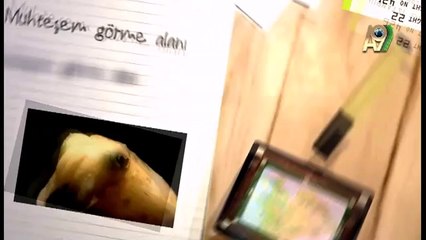 Mürekkep Balıkları.