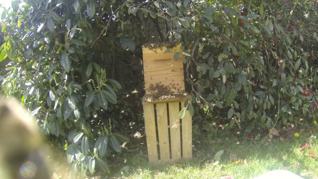 Cueillette essaim abeilles 2014