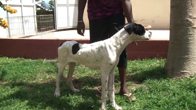 Le chien souffrant du tétanos va mieux