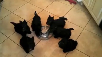 İnanılmaz Şirin Küçük köpeklerin süt içme çabası