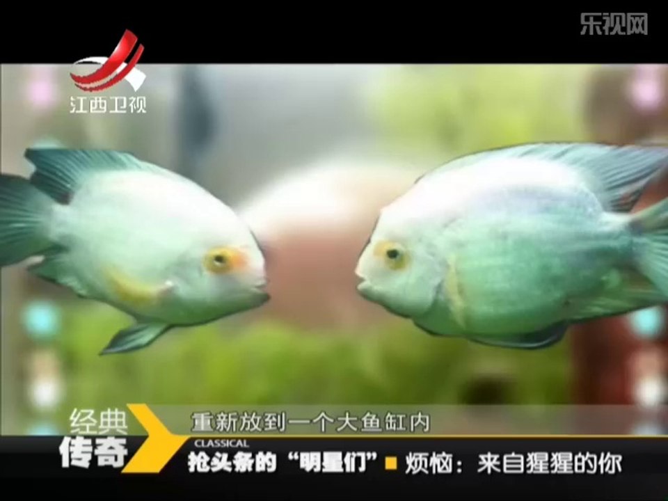 20140328  来自猩猩的你 痴情红毛猩猩感人救妻