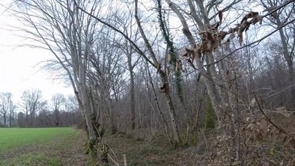 Tir chevreuil et renard en battue