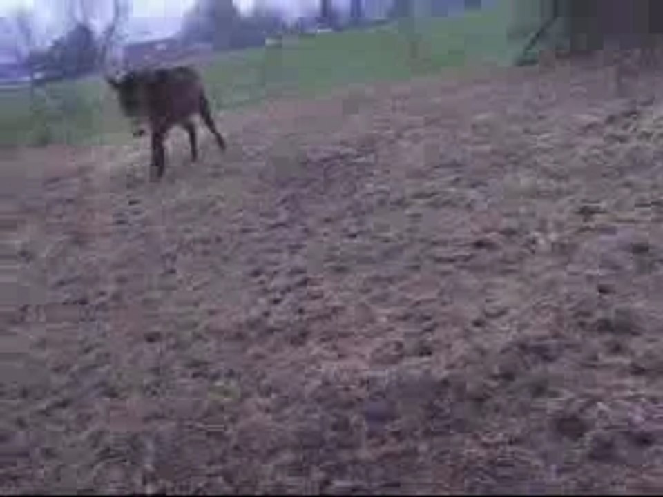 La mule en cOnnerie xD