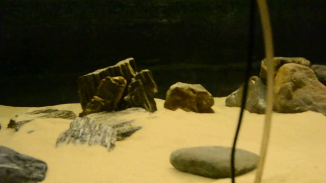 Red Rainbow Kasanga Tankım