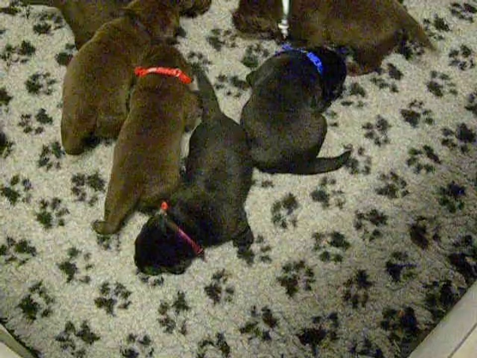 chiot labrador le 3 avril