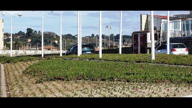 Ecologistas denuncian al Ayuntamiento Gijón por plantar especies invasoras