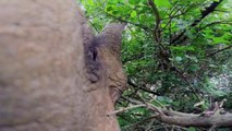 An Elephant's-Eye View of the World