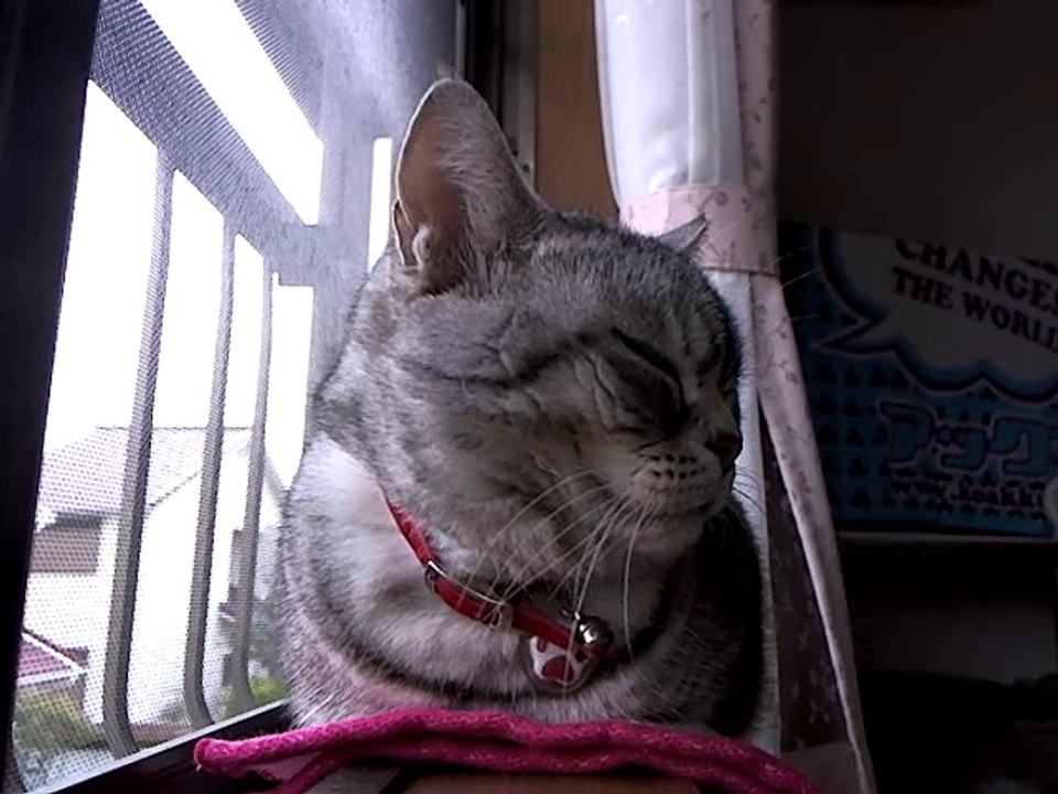 ねむさん垂れ流し (番組ID:lv174834123)