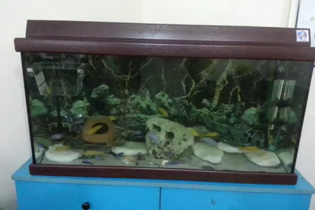 sarı prenses yavruluk