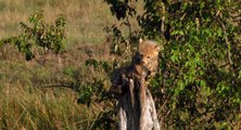African Cats African Morning - Clip