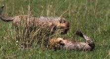 African Cats Fiercest Hunters - Clip