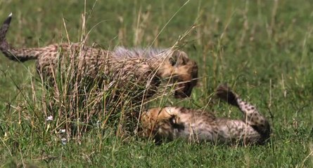 African Cats Fiercest Hunters - Clip