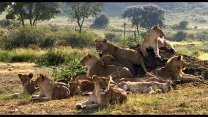 African Cats Movie Surfers - Surfer Safari
