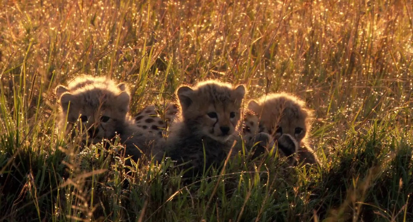 African Cats The World I Knew Jordin Sparks Music Video