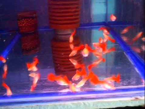 beline kadar kırmızı albino ful red dişileri..