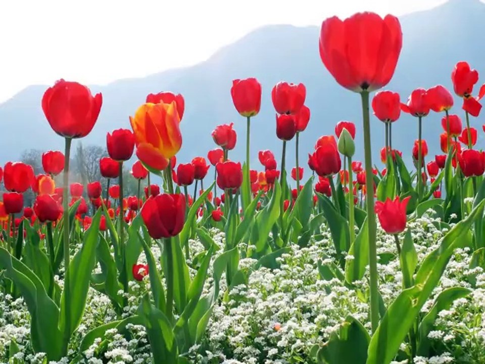 Mustafa Haznedar Güzel İlahi
