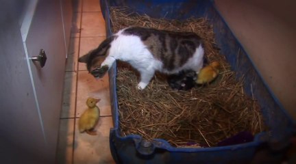 Amazing Cat Feeding Ducklings