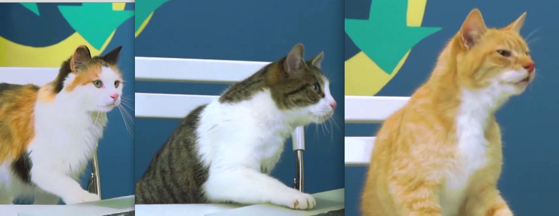 Expérience : quand des chats regardent une vidéo du Web !