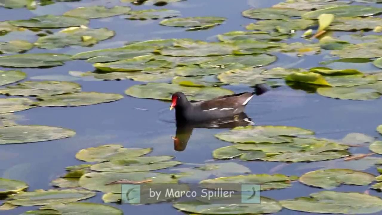 Gallinula chloropus