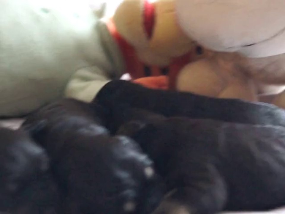 bébés Schnauzer nain noir et argent