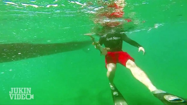 Tiny Shark Attack | Shark Bites And Latches On