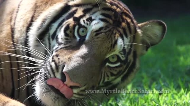 Great Cats Show Off Their Hunting Skills At Myrtle Beach Wildlife Preserve