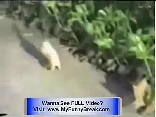 cuet funney animals  dance videos