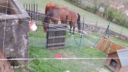 Jade'or,Jasmine et Joé bar team.