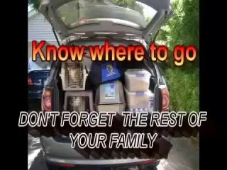 very noughty cats and dogs