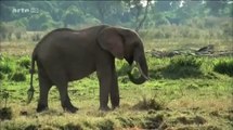 Animaux sauvages de la savane - Documentaire complet - Fr 2013