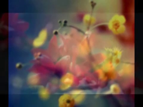 MİNE GEÇİLİ-NAZLI BİR ÇİÇEK GİBİ