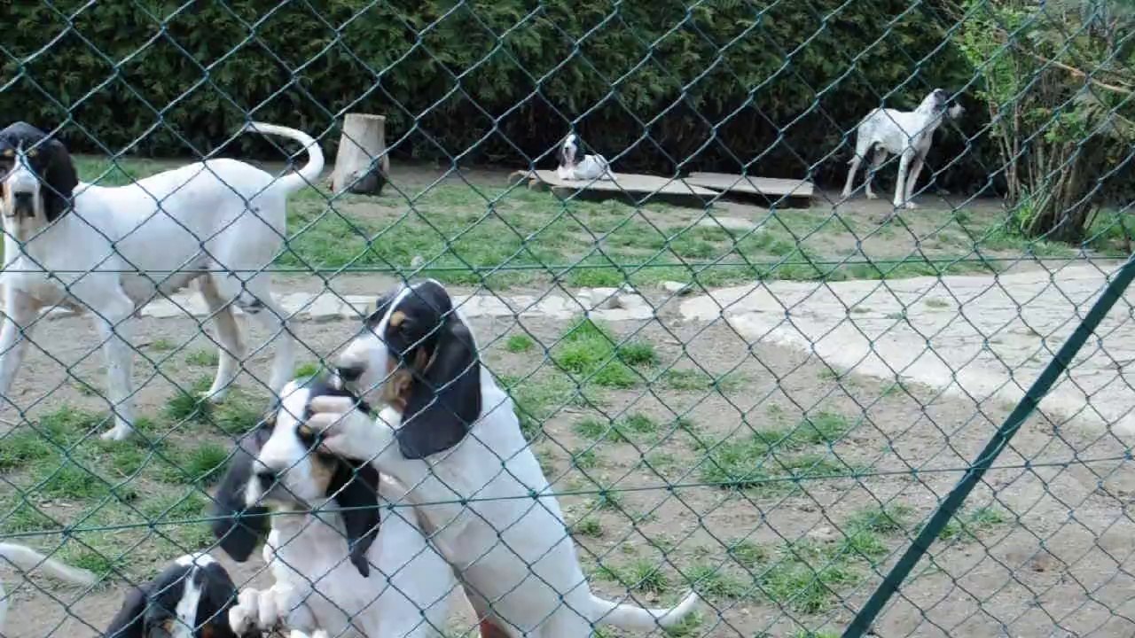 LES GASCON SAINTONGEOIS DU PLATEAU DE LA SEMINE A YOHANN GARCIA