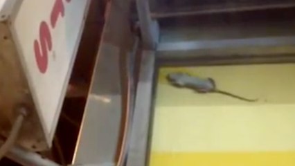 Rats Throw After Hours Party at NYC Dunkin Donuts