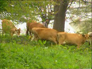 1-Süt İneklerinin Bakım ve Beslenmesi