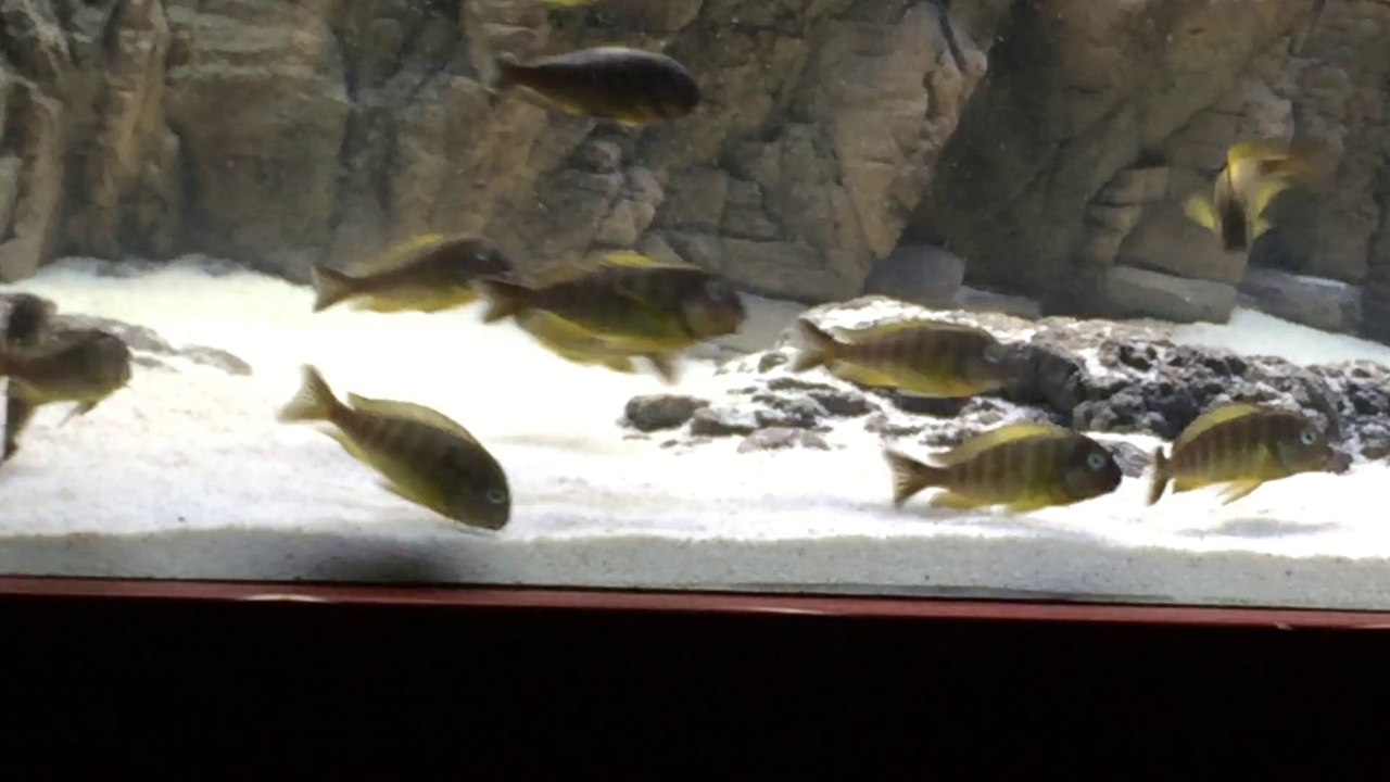 bulombora 5