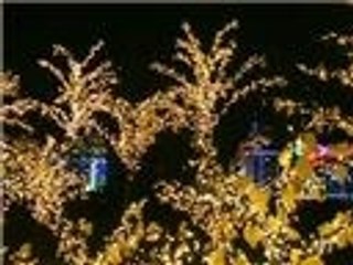 أشجار مضيئة بديلا لمصابيح الإنارة