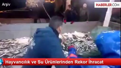 Hayvancılık ve Su Ürünlerinden Rekor İhracat