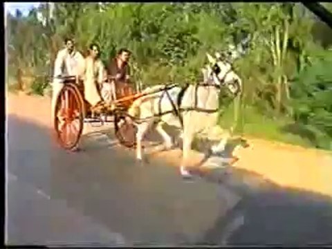 horse race try(JATTI gori)dhok khabba zahid rafiq tanga maker rawalpindi