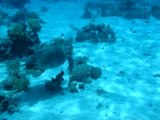 Plongée Mer Rouge - tortue