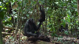 Chimpanzee Oscar's Extended Family Clip