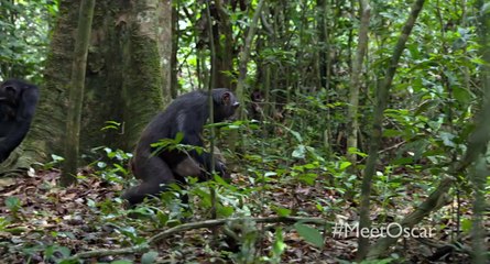 Chimpanzee Power Tools Clip