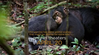 Chimpanzee Trailer - Featuring Jane Goodall