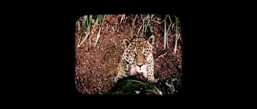 Disney Nature- Oceans Teaser (HD!)