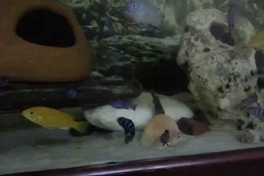 sarı prenses ağzı dolu