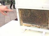 Bruxelles défend les abeilles - 04/04